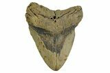 Bargain, Fossil Megalodon Tooth - North Carolina #376907-1